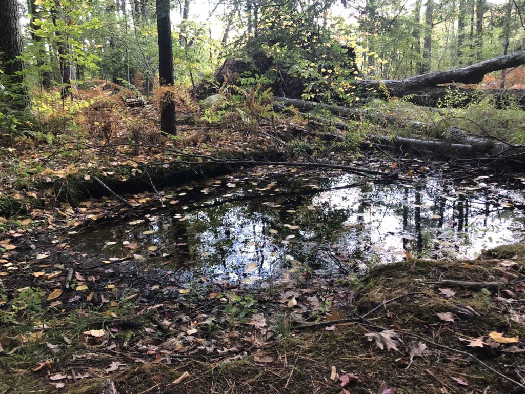 A small pool of water collects leaves on an Autumn day.