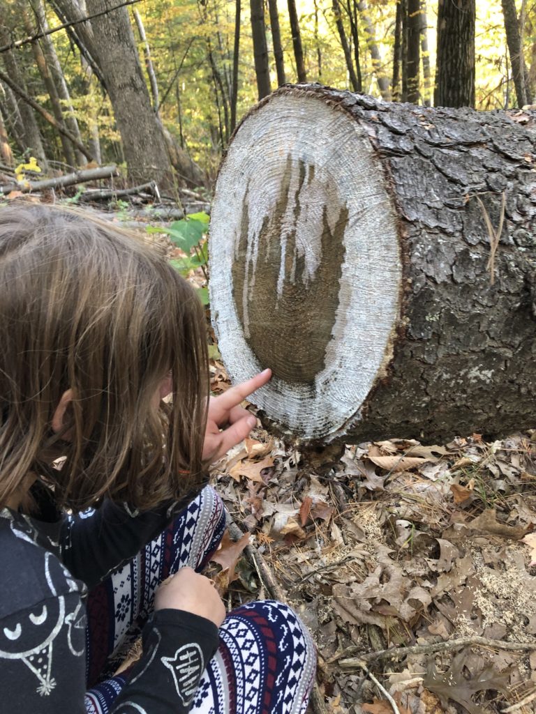 Rayleigh counting the rings on a downed tree that was to clear a trail- she counted 46 rings. 