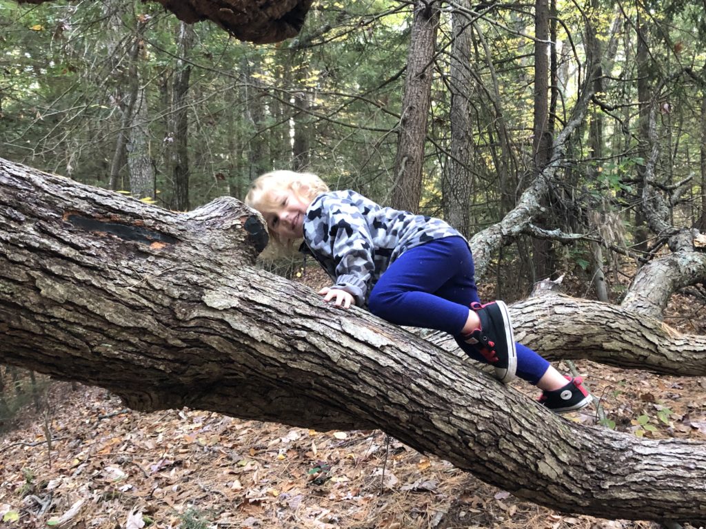 Grayson exploring a downed Oak tree.