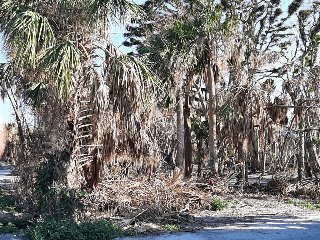 A photo of devastated palm trees in the aftermath of hurricane Ian