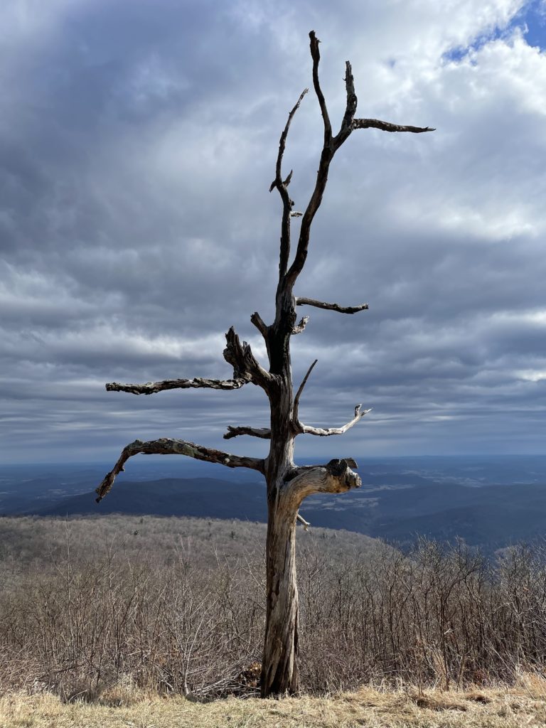 A photo of the remnants of a tree that was struck by lightning standing alone on a hilltop with the Appalachian mountains in the background