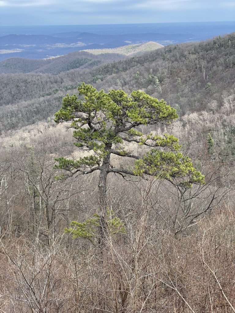 A photo of a lone scraggly evergreen tree in Shenandoah National Park