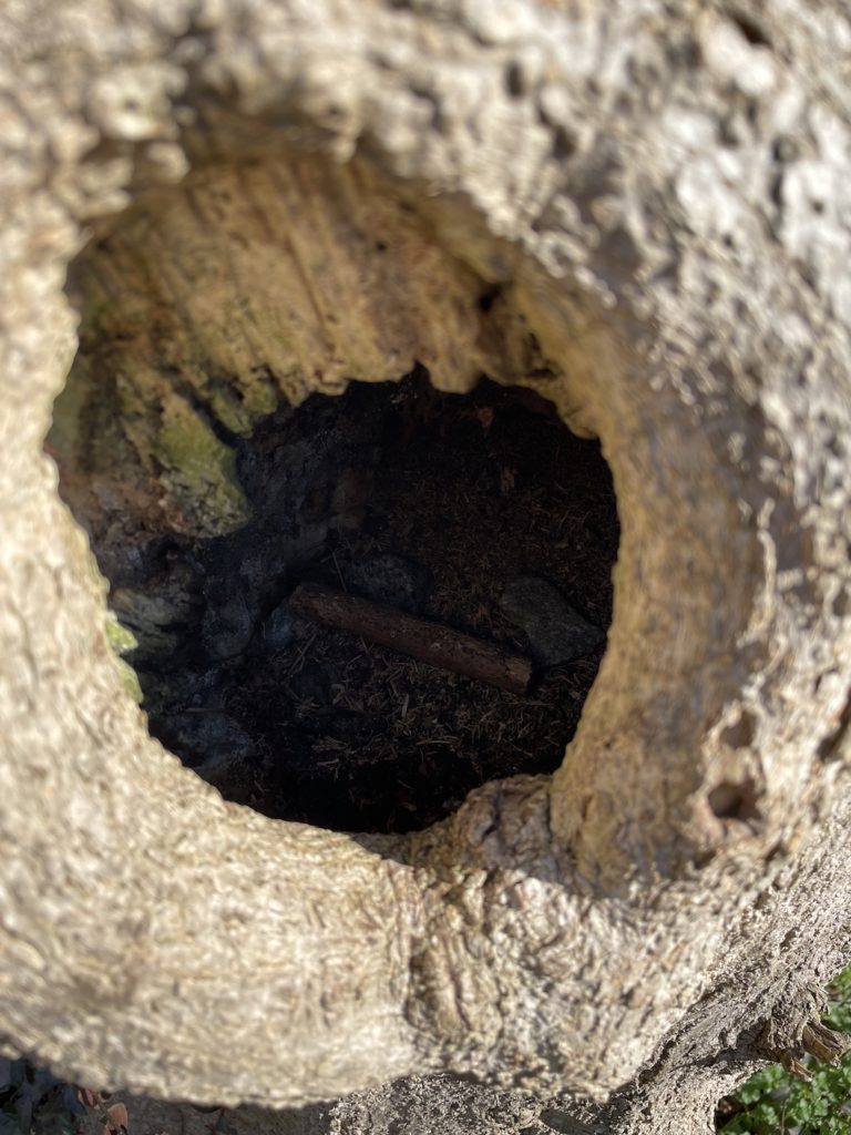 A photo of a hollow in a tree containing a piece of a stick and some rocks