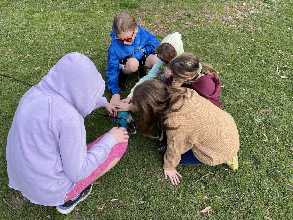 A photo of Rayleigh, Dillon, Ainsley, Olivia, and Evie petting a bunny on a leash wearing a blue sweater