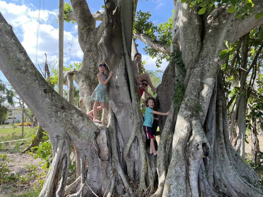 A photo of Ainsley, Rayleigh, Dillon, and Grayson climbing on a banyan tree