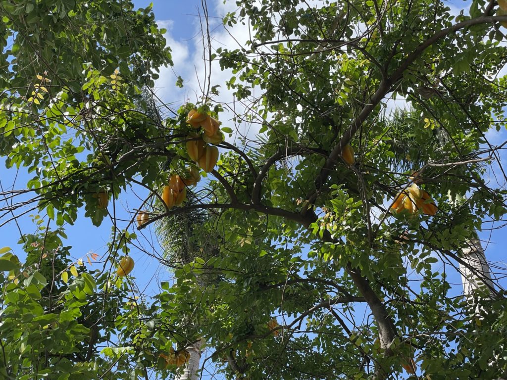 A photo of orange starfruit growing in the high branches of a tree.