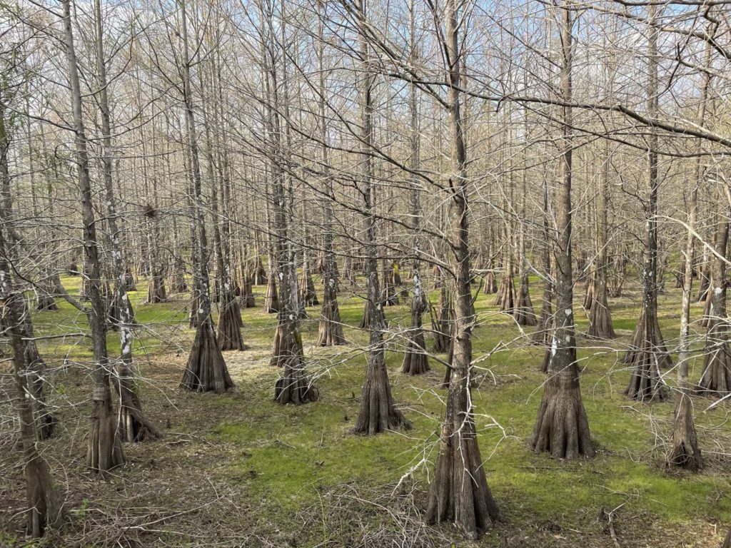 A photo of a grove of cypress trees with moss growing on the forest floor