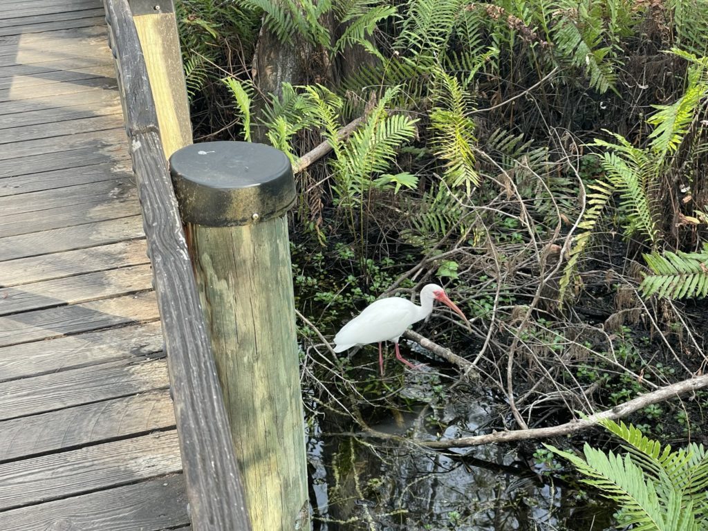 A photo of a white ibis hunting for food in the marshland next to the elevated walkway