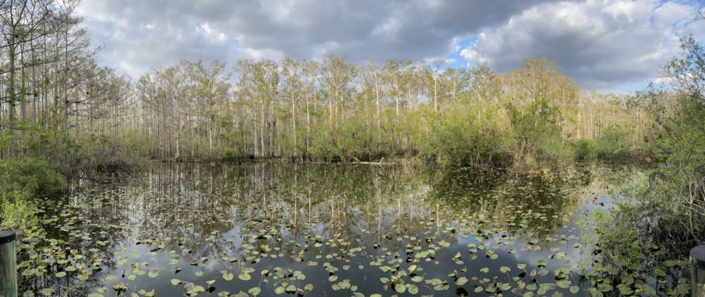 A panoramic photo of one of the ponds in the preserve, which is covered with lily pads