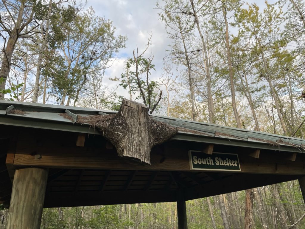 A photo of part of a tree that had grown into the roof of the south shelter and had been cut off above and below the roof, but remains embedded within the roof's edge
