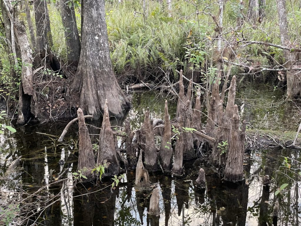 A photo of cypress tree growths sticking out of the swamp that look like wooden cones
