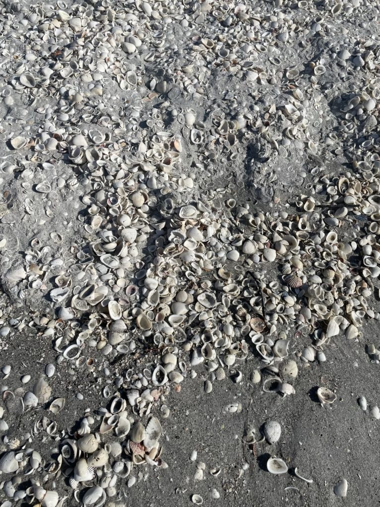 A photo of a large number of intact seashells on the beach