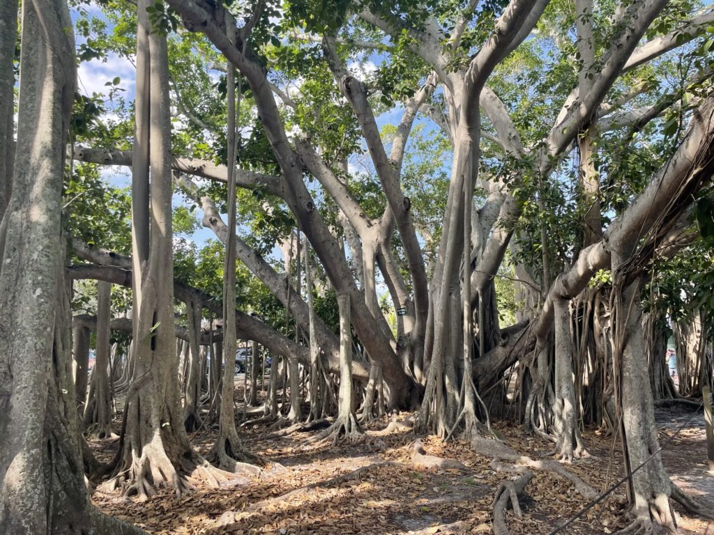 A photo of a huge banyan tree which has towering root systems that extend for dozens of feet in every direction