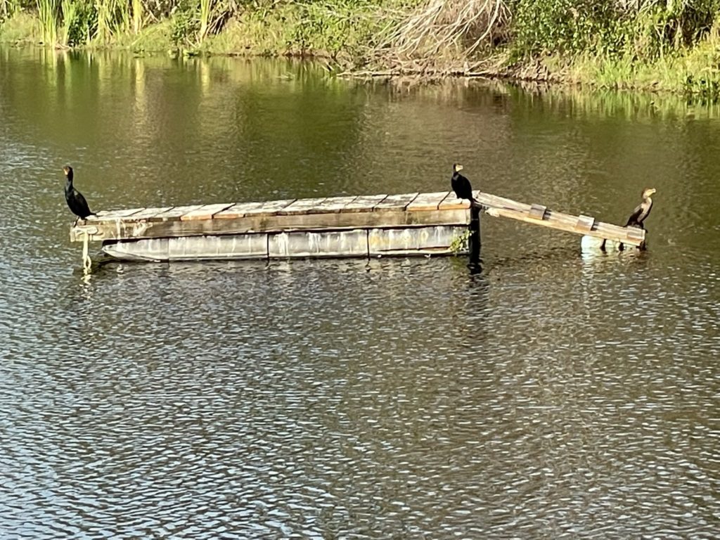 A photo of three black birds on a floating dock on a pond