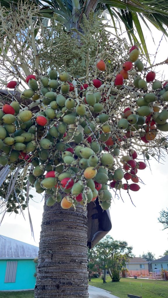 A photo of green, yellow, and red fruits growing on a palm tree