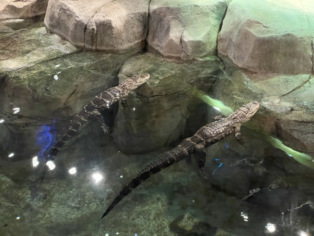 A photo of two alligators in an indoor pool made to look like a natural environment