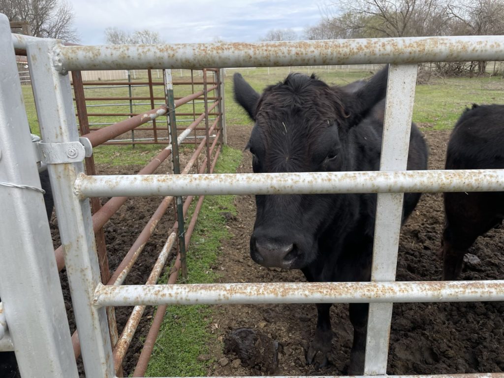 A photo of a cow behind a gate
