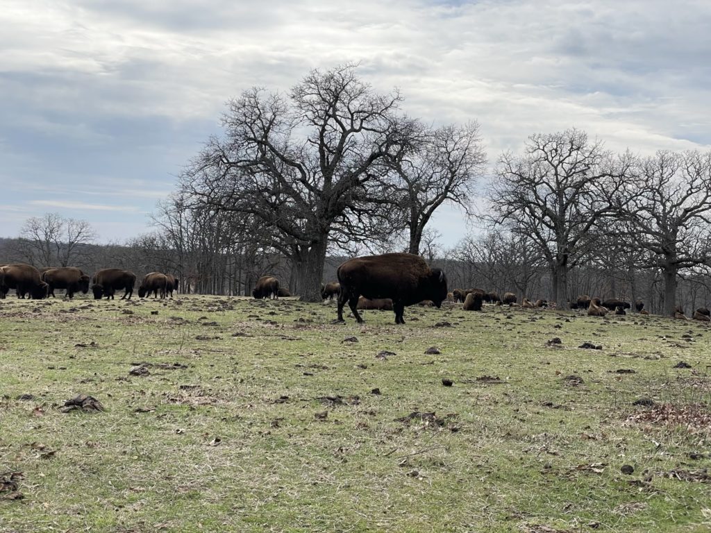 A photo of a herd of bison in a field sparsely populated with trees