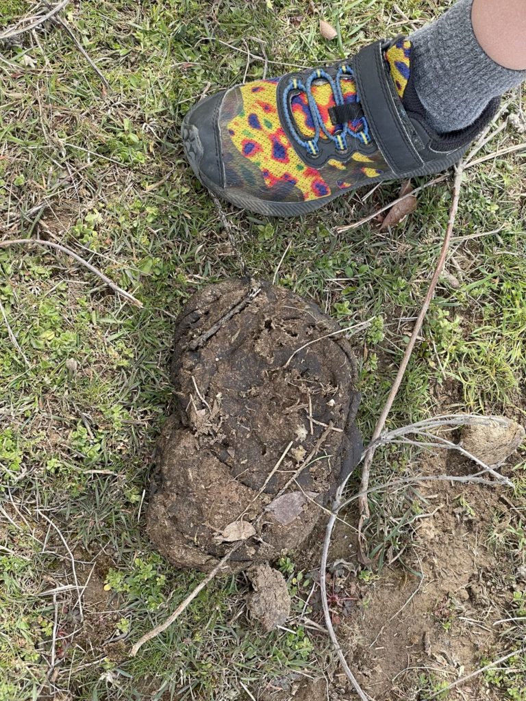 A photo of bison poop with Grayson's shoe next to it. They are roughly the same size.