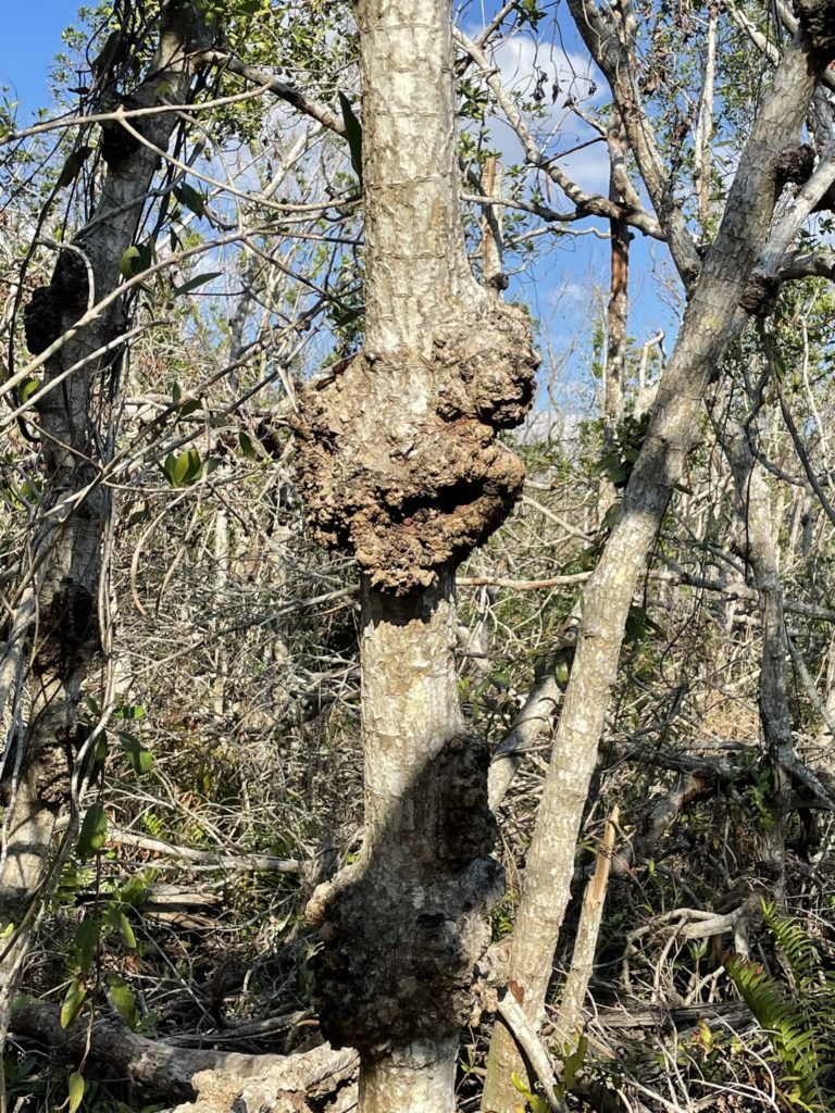 A photo of a large burl on a tree