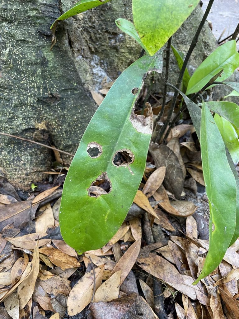 A photo of a leaf with two holes that look like eyes and a hole that looks like a mouth making a surprised face