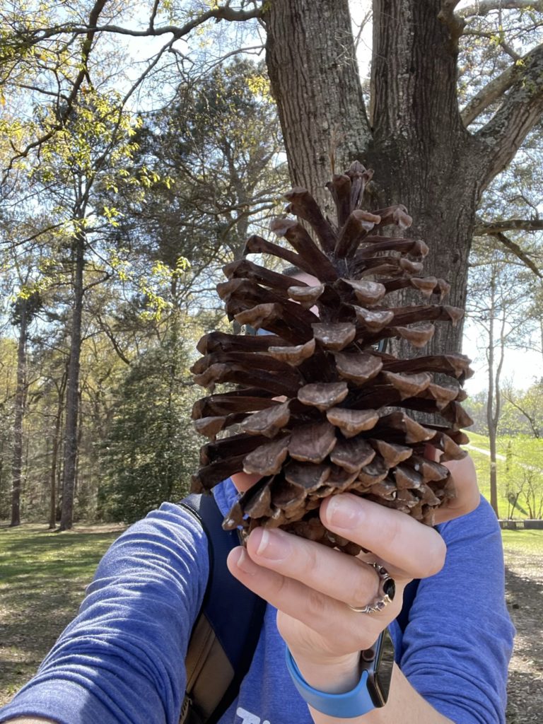A photo of Kelsey holding a giant pinecone up in front of her face so that it looks like her head is a giant pinecone