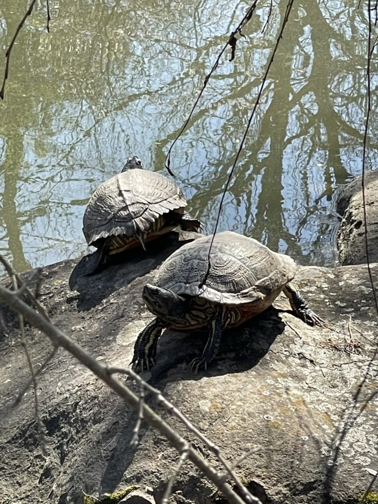 A photo of two turtles sunning themselves on a rock by the water
