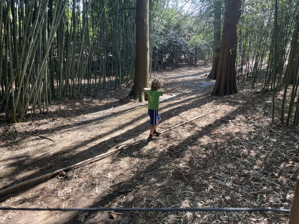 A photo of Grayson using a piece of fallen bamboo as a balance beam in a bamboo forest