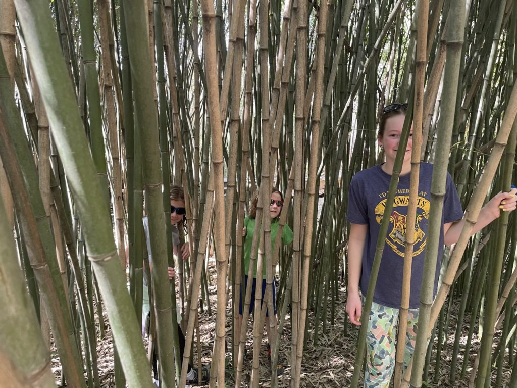 A photo of Ainsley, Grayson, and Rayleigh hiding in a bamboo forest