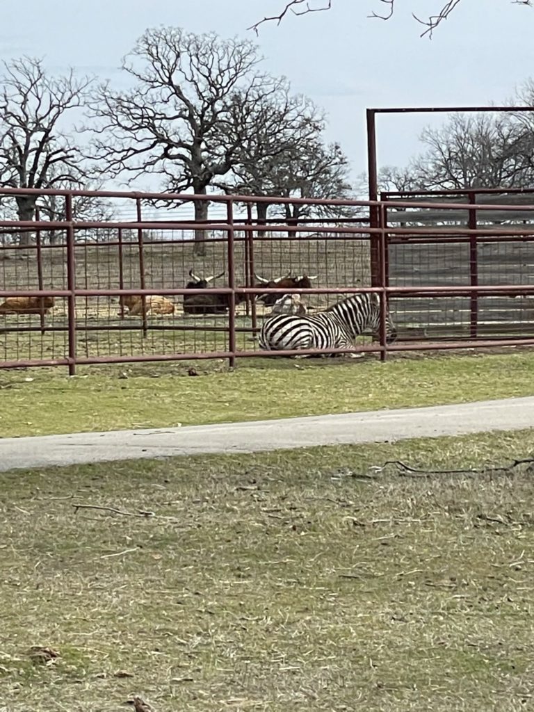 A photo of a zebra in an enclosure
