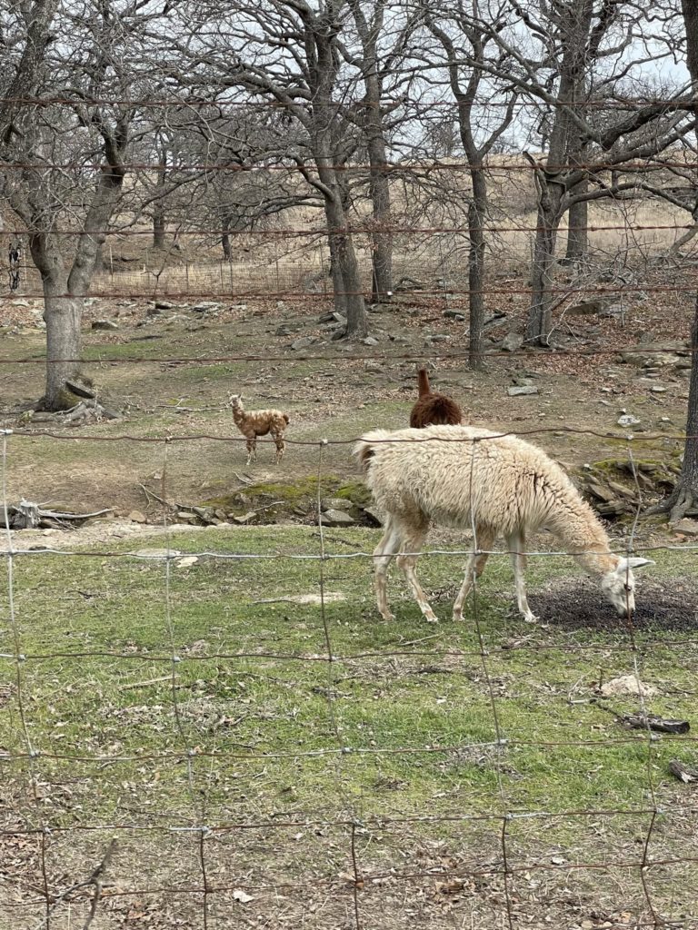 A photo of some llamas in an enclosure
