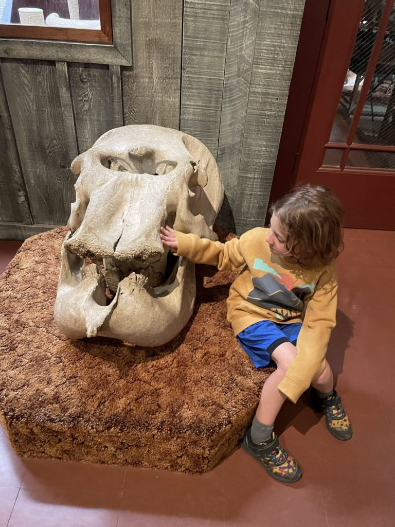 Grayson touching a woolly mammoth skull